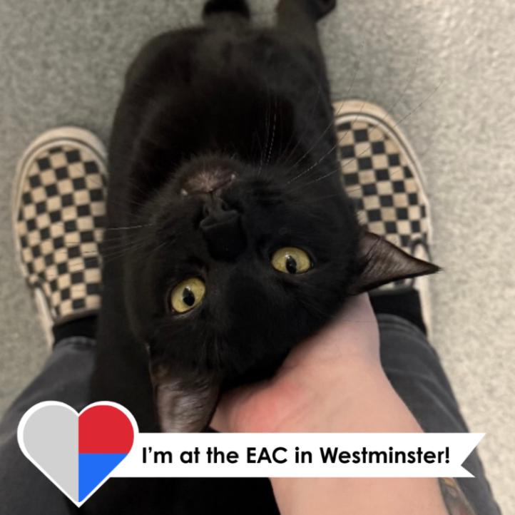 Raymond, a Adoptable Domestic Short Hair in Westminster, CO image 1/5