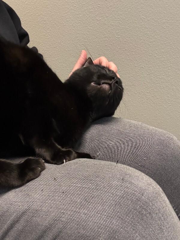 Raymond, a Adoptable Domestic Short Hair in Westminster, CO image 3/5