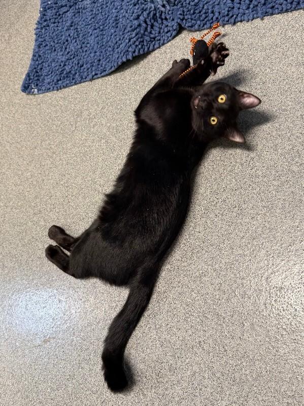 Raymond, a Adoptable Domestic Short Hair in Westminster, CO image 1/2