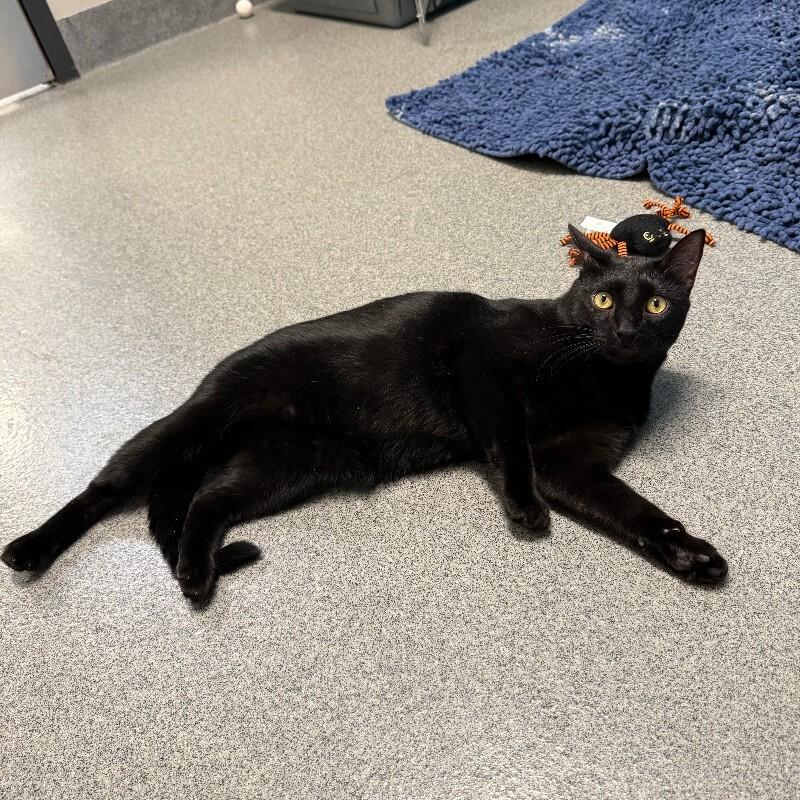 Raymond, a Adoptable Domestic Short Hair in Westminster, CO image 2/2