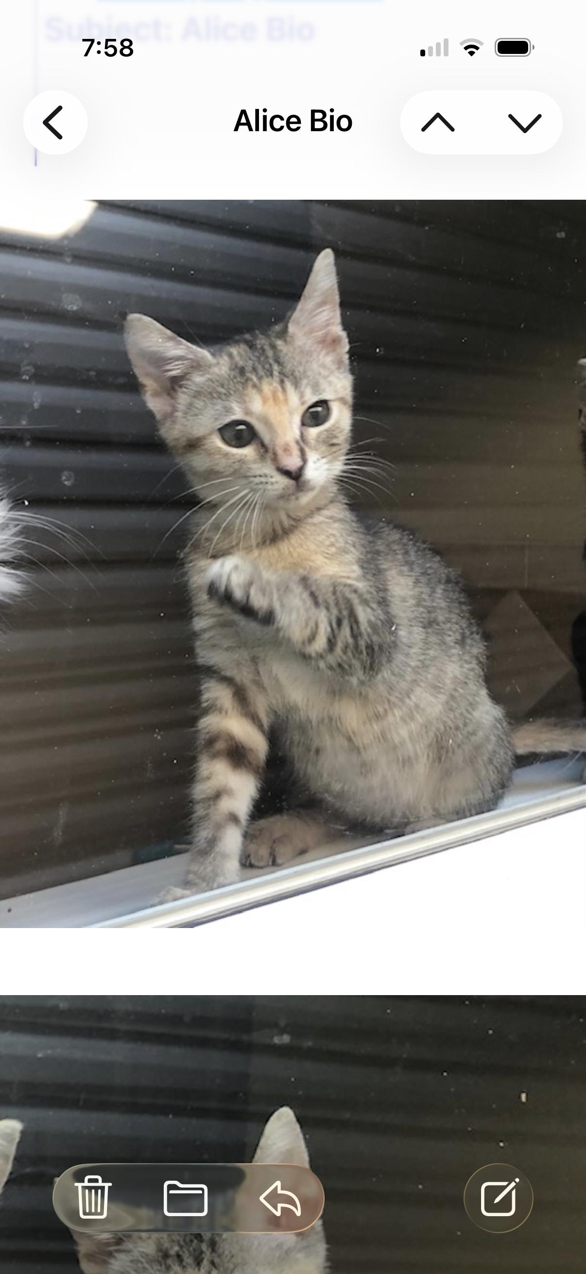 Alice, Adopted, Adult Female American Shorthair.