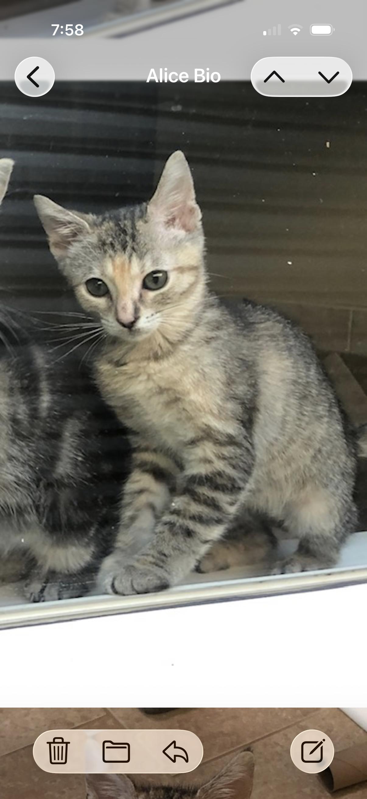 Enlarge Alice, a Adopted American Shorthair in Marvin, NC image 3/3