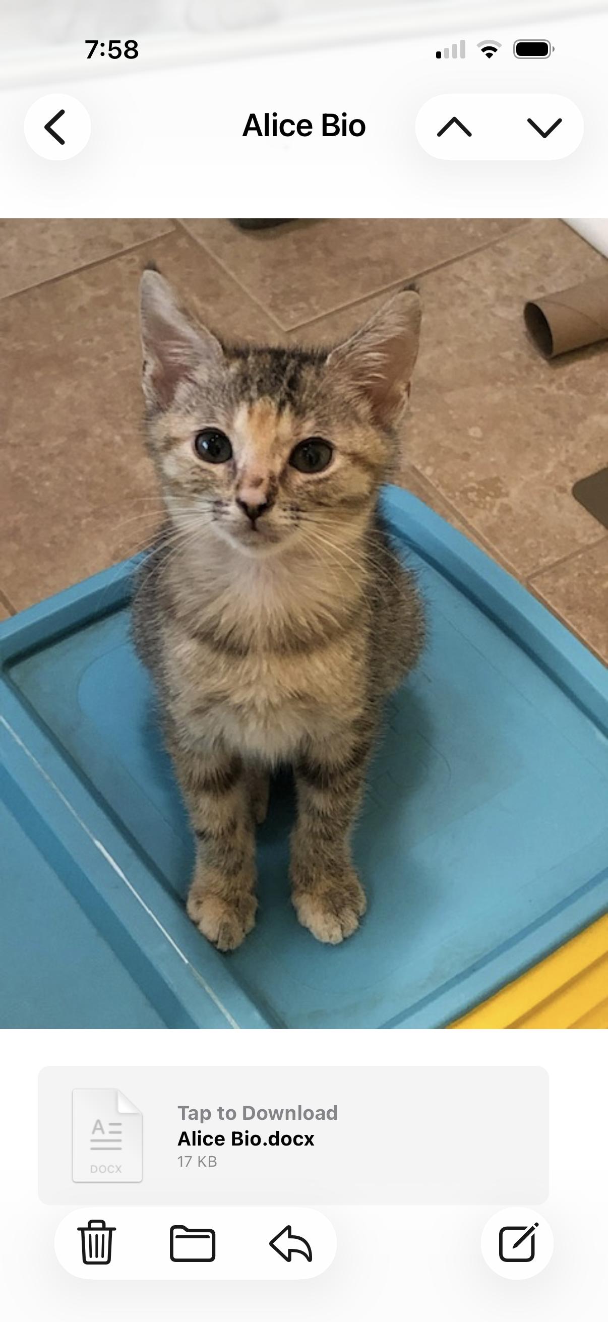 Enlarge Alice, a Adopted American Shorthair in Marvin, NC image 2/3