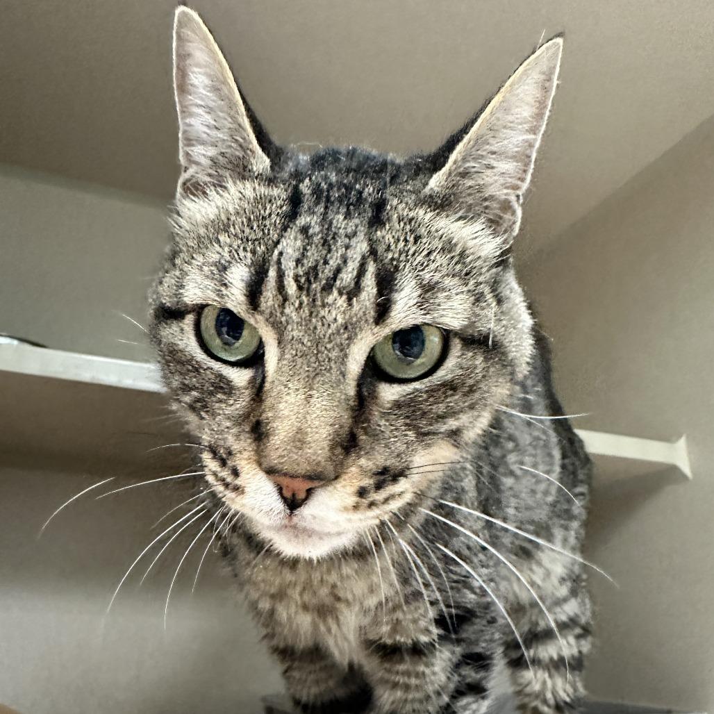 Enlarge Joe Joe, a Adoptable Domestic Short Hair in Durango, CO image 1/5