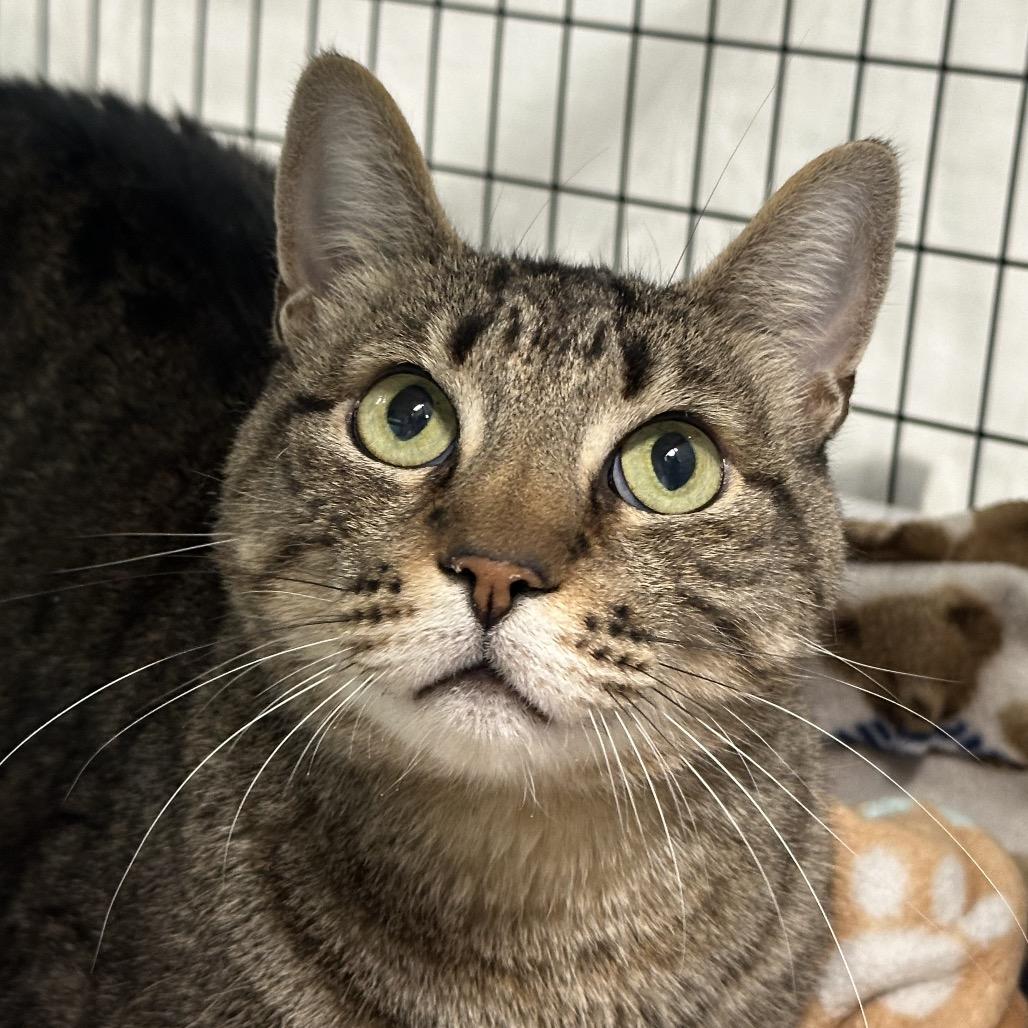 Enlarge Joe Joe, a Adoptable Domestic Short Hair in Durango, CO image 3/5