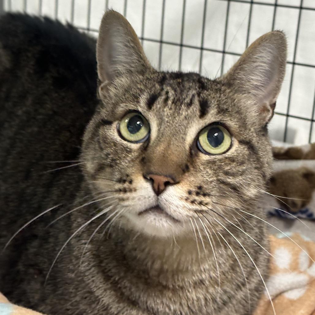 Enlarge Joe Joe, a Adoptable Domestic Short Hair in Durango, CO image 4/5