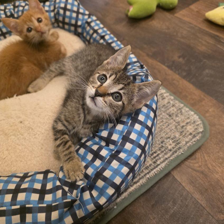 Ranger, Adoptable, Kitten Male Domestic Short Hair.