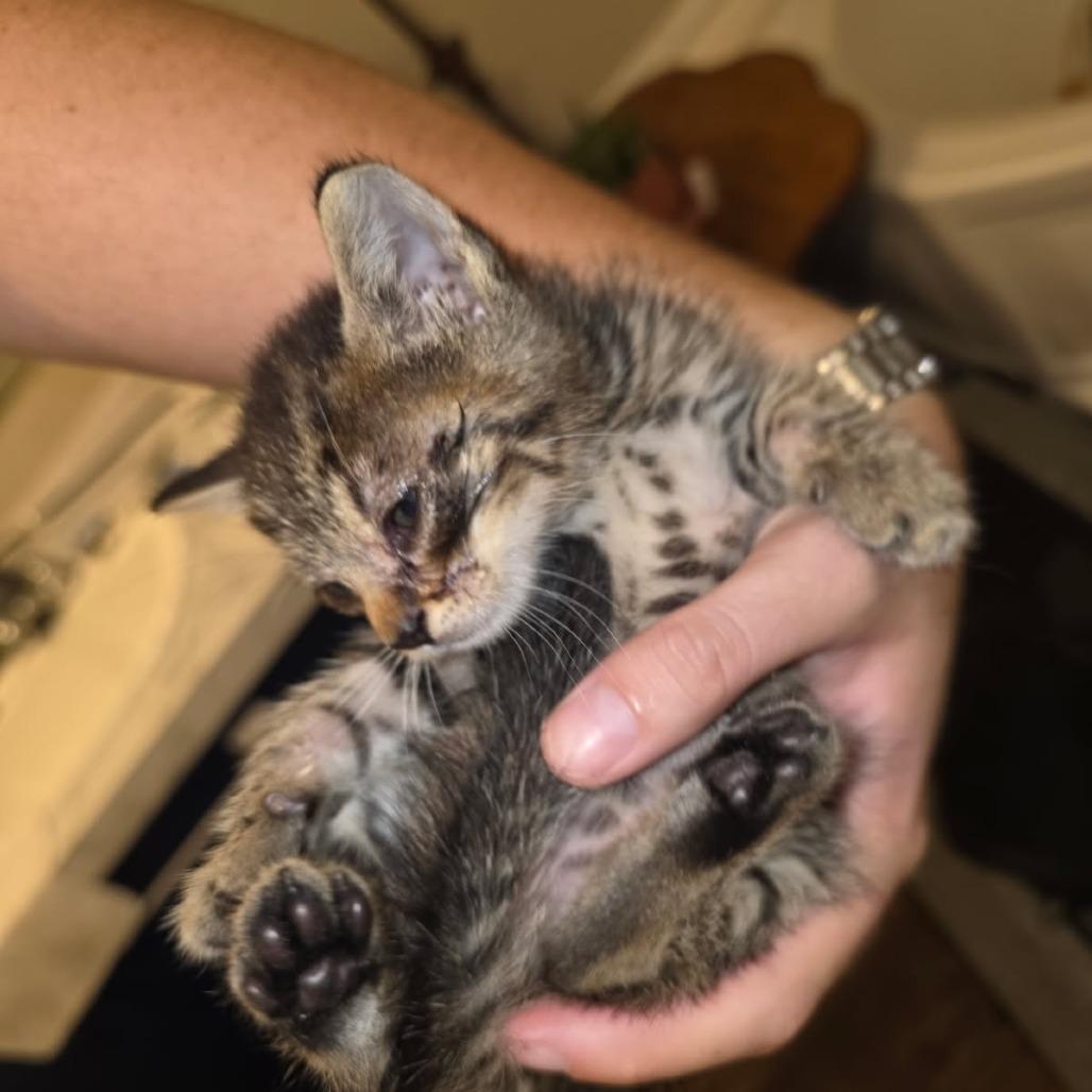Ranger, a Adoptable Domestic Short Hair in Okmulgee, OK image 1/3