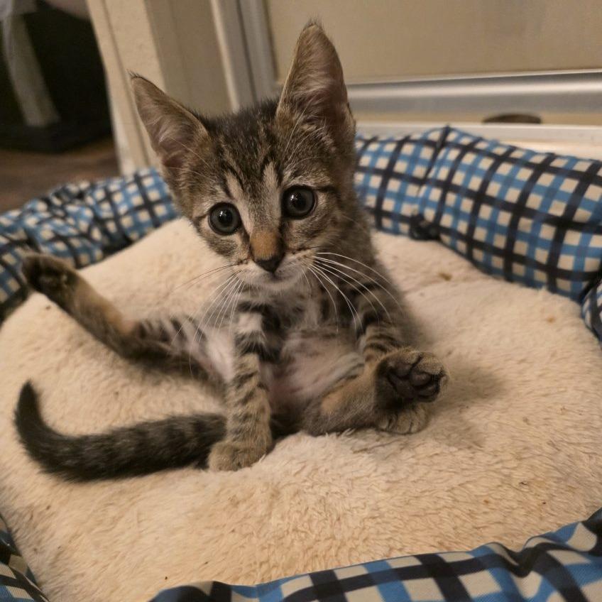 Enlarge Ranger, a Adoptable Domestic Short Hair in Okmulgee, OK image 3/6