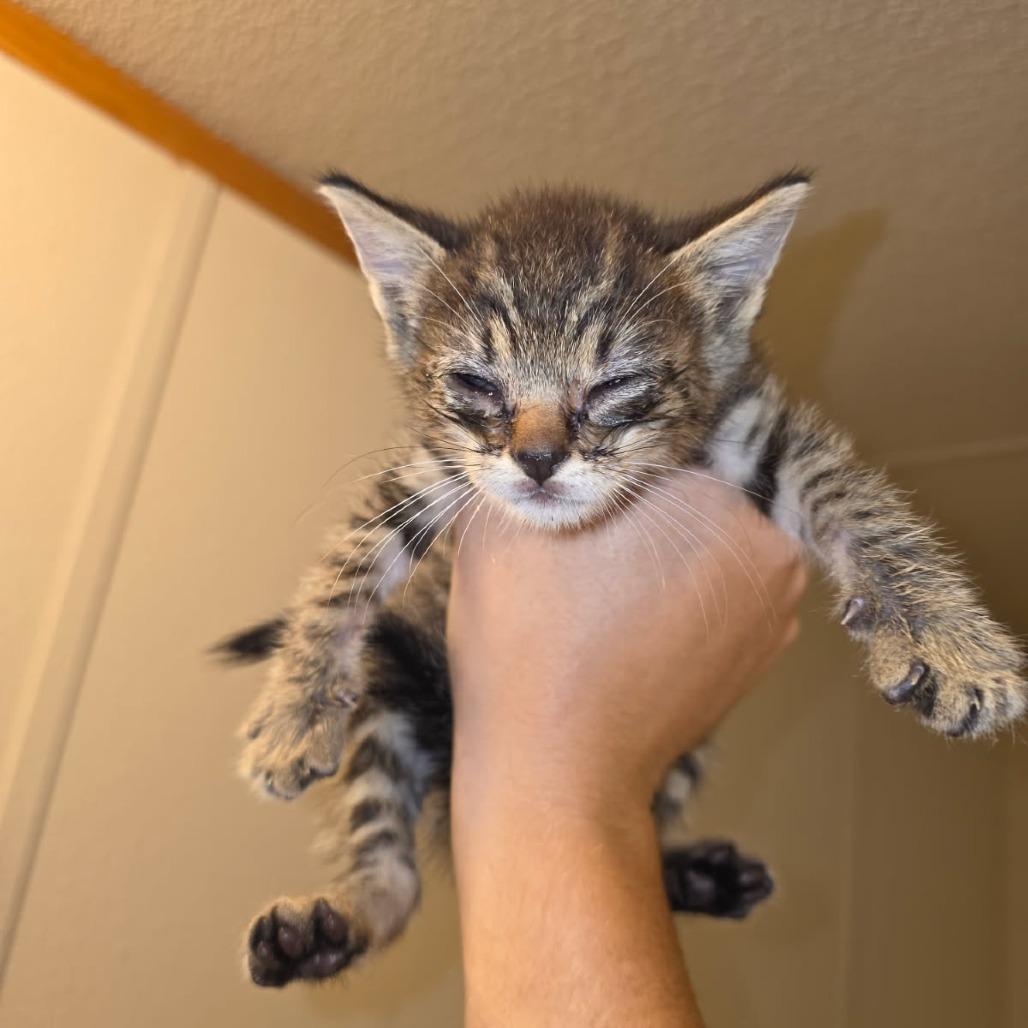 Ranger, a Adoptable Domestic Short Hair in Okmulgee, OK image 3/3