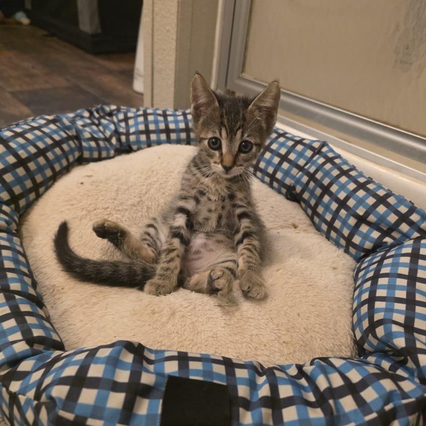 Enlarge Ranger, a Adoptable Domestic Short Hair in Okmulgee, OK image 6/6