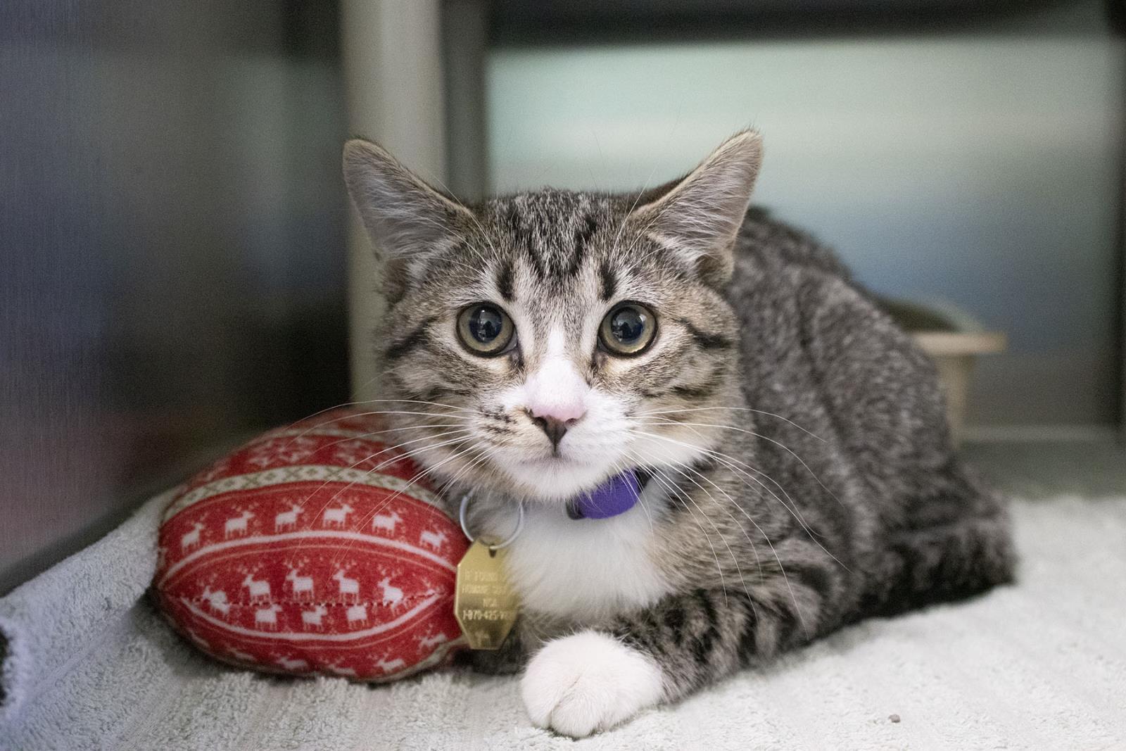 Zephyr (Trixie), Adoptable, Adult Female Domestic Short Hair & Tabby.