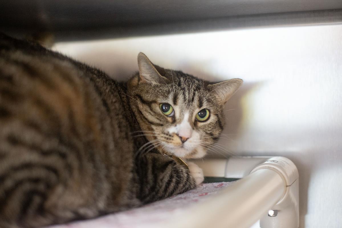 Enlarge Zephyr (Trixie), a Adoptable mixed breed in Mountain Home, AR image 2/2