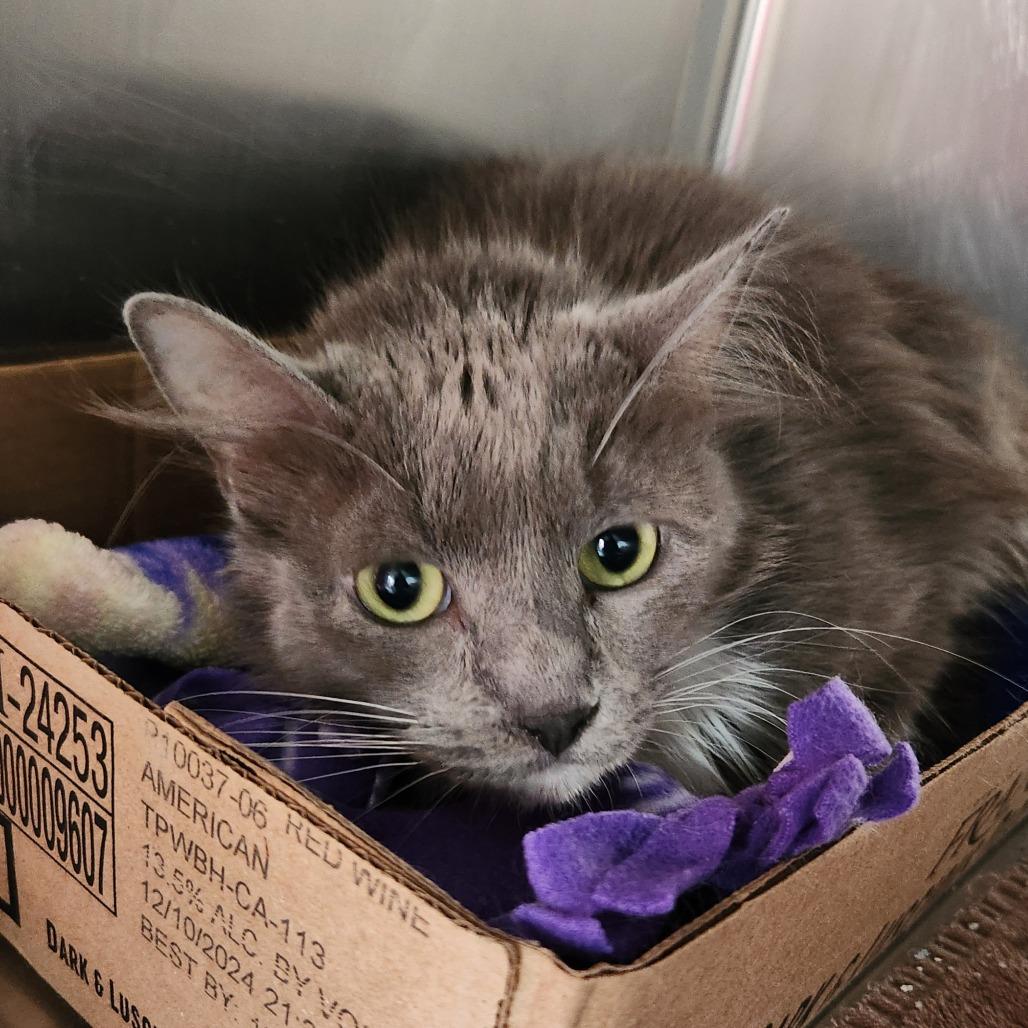 Ella, Adoptable, Adult Female Domestic Medium Hair.