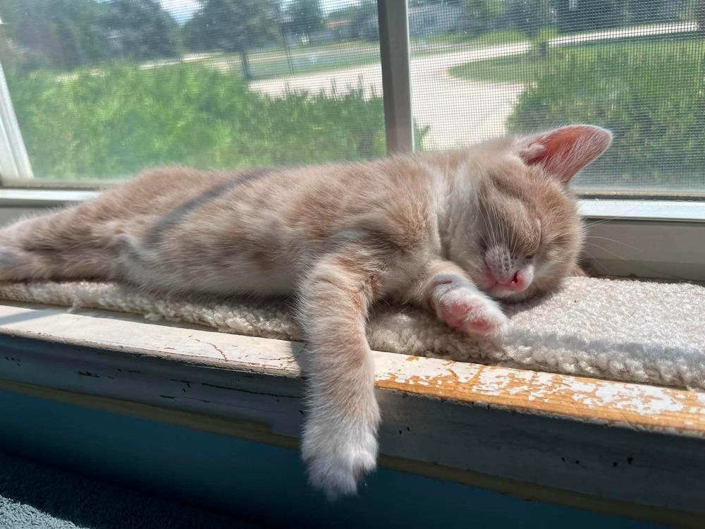 Enlarge Rembrandt, a Adoptable Domestic Short Hair in Homer Glen, IL image 2/4