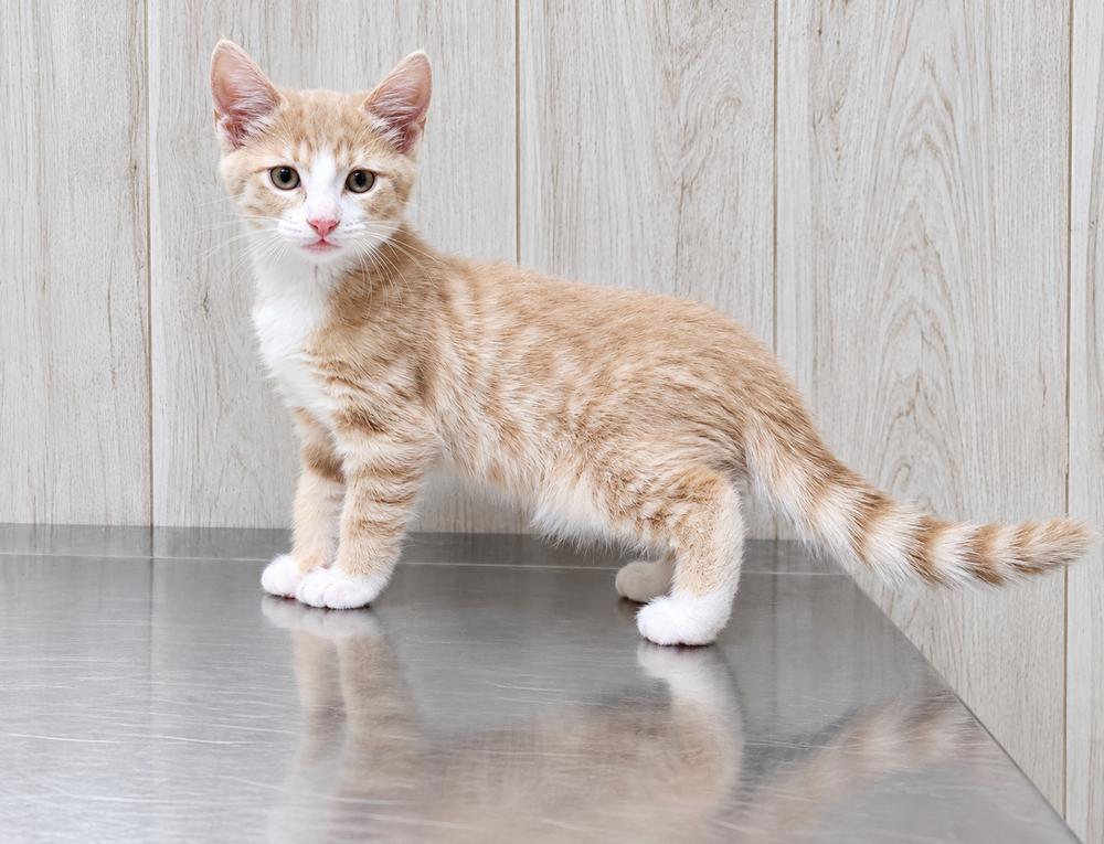 Enlarge Rembrandt, a Adoptable Domestic Short Hair in Homer Glen, IL image 3/4