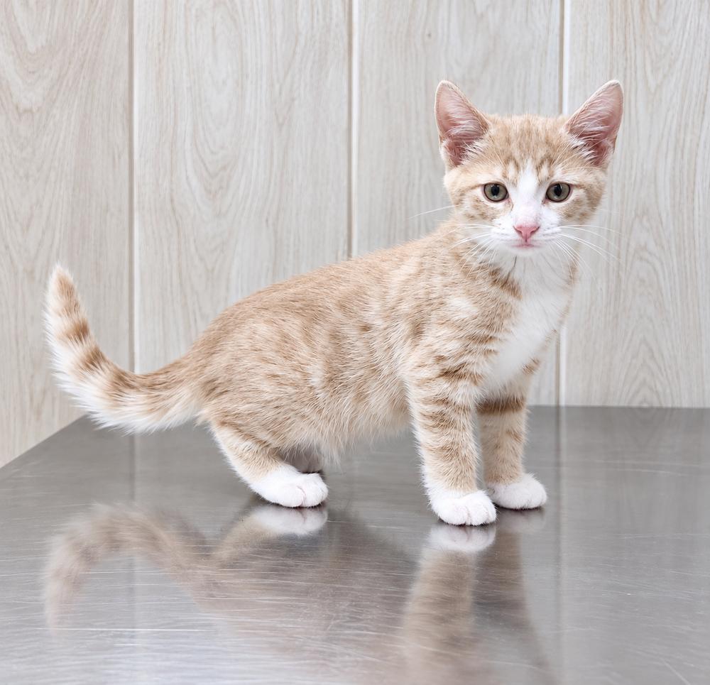 Enlarge Rembrandt, a Adoptable Domestic Short Hair in Homer Glen, IL image 4/4