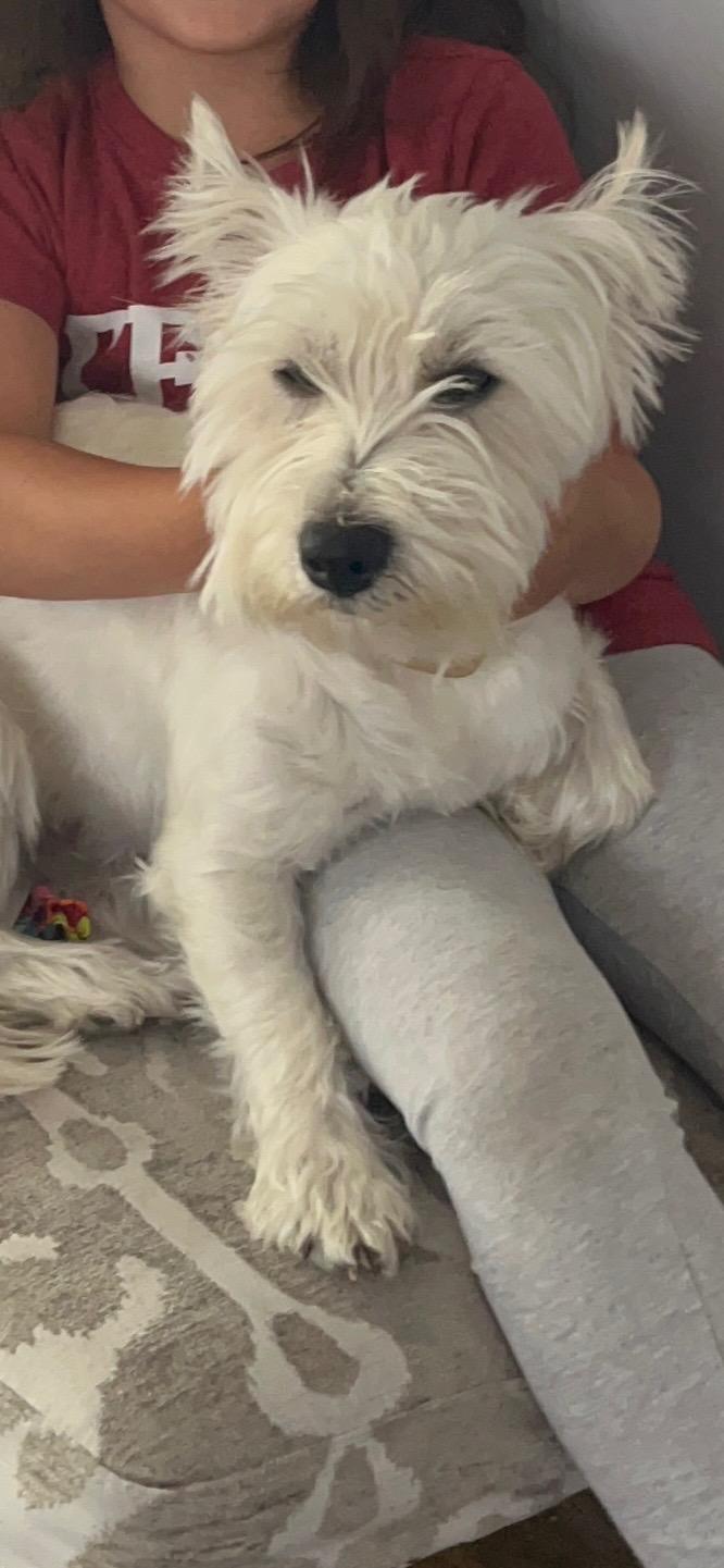 Enlarge LAMBEAU in WI, a ADOPTABLE West Highland White Terrier / Westie in Janesville, WI image 4/6