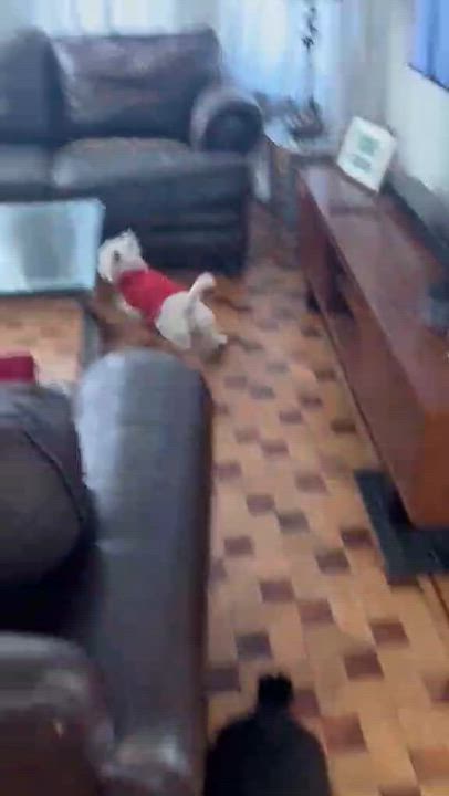 Enlarge LAMBEAU in WI, a ADOPTABLE West Highland White Terrier / Westie in Janesville, WI video 6/6