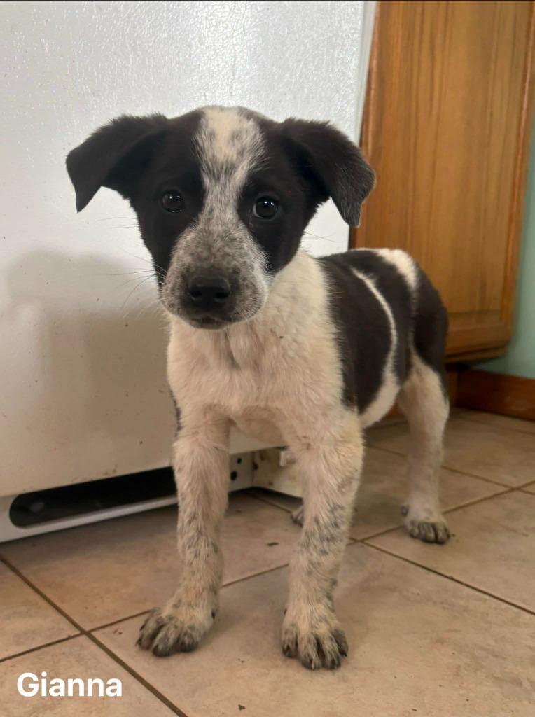 Gianna, Adoptable, Puppy Female Australian Cattle Dog / Blue Heeler.