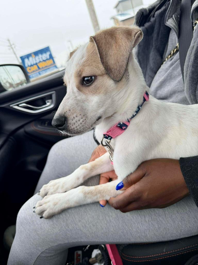 Fern, Adoptable, Puppy Female Great Pyrenees & Mixed Breed.