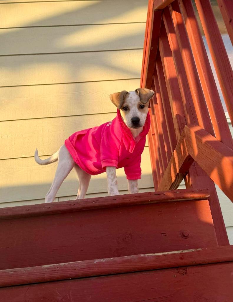 Enlarge Fern, a Adoptable mixed breed in Urbandale, IA image 2/4