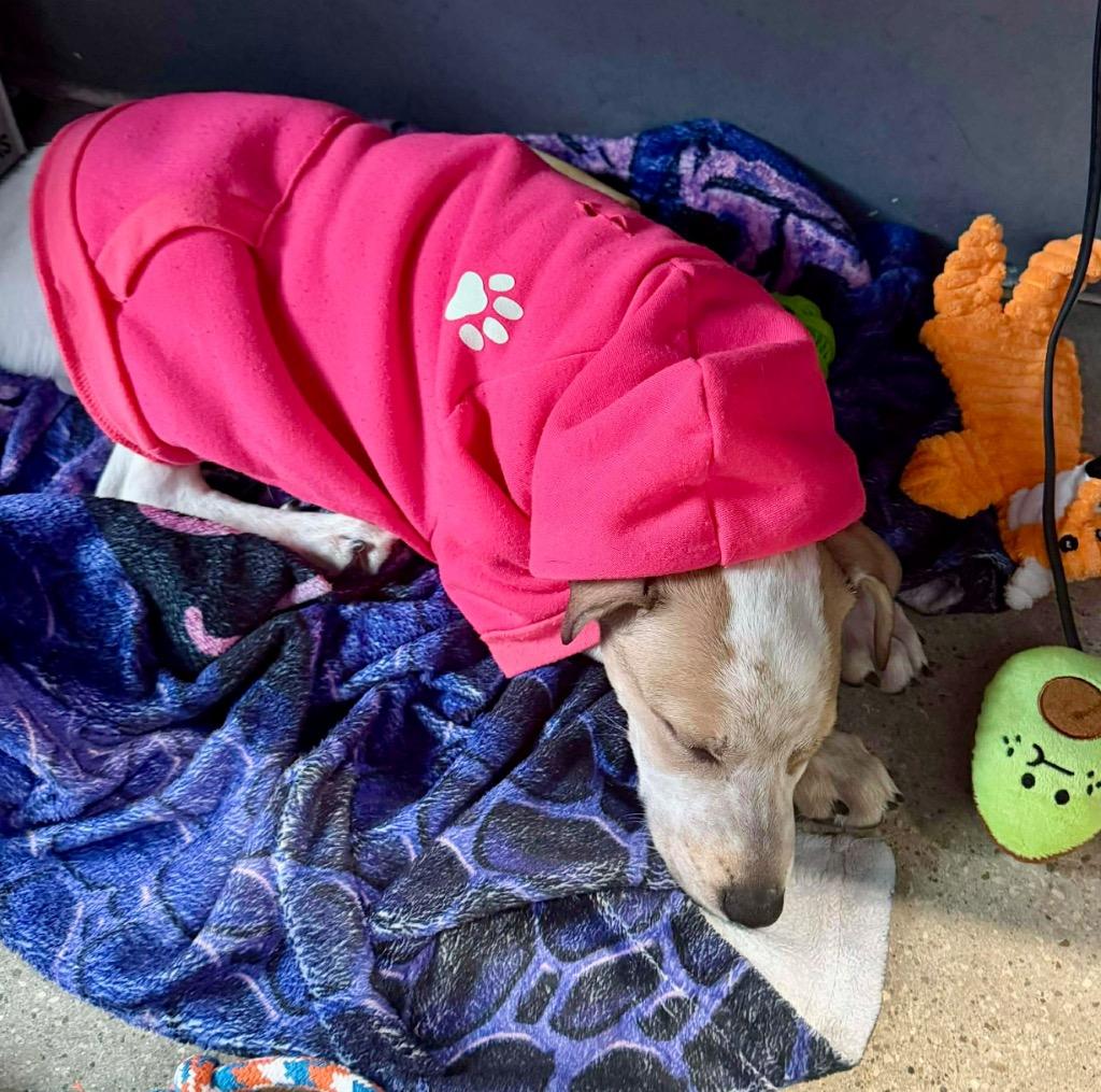 Enlarge Fern, a Adoptable mixed breed in Urbandale, IA image 3/4