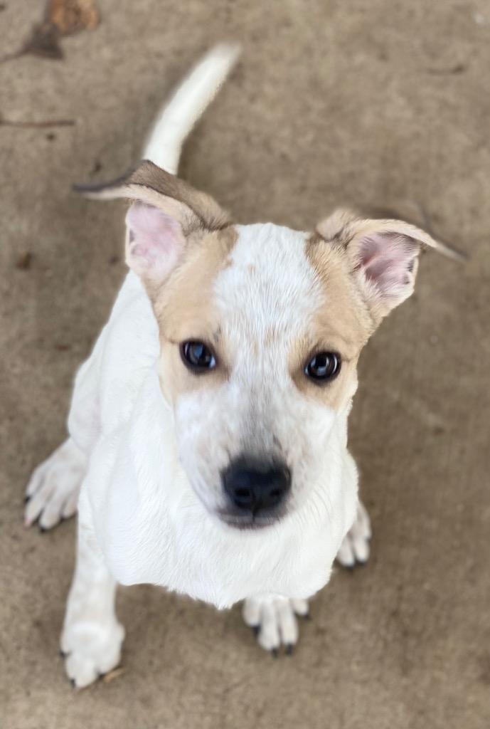 Enlarge Fern, a Adoptable mixed breed in Urbandale, IA image 4/4
