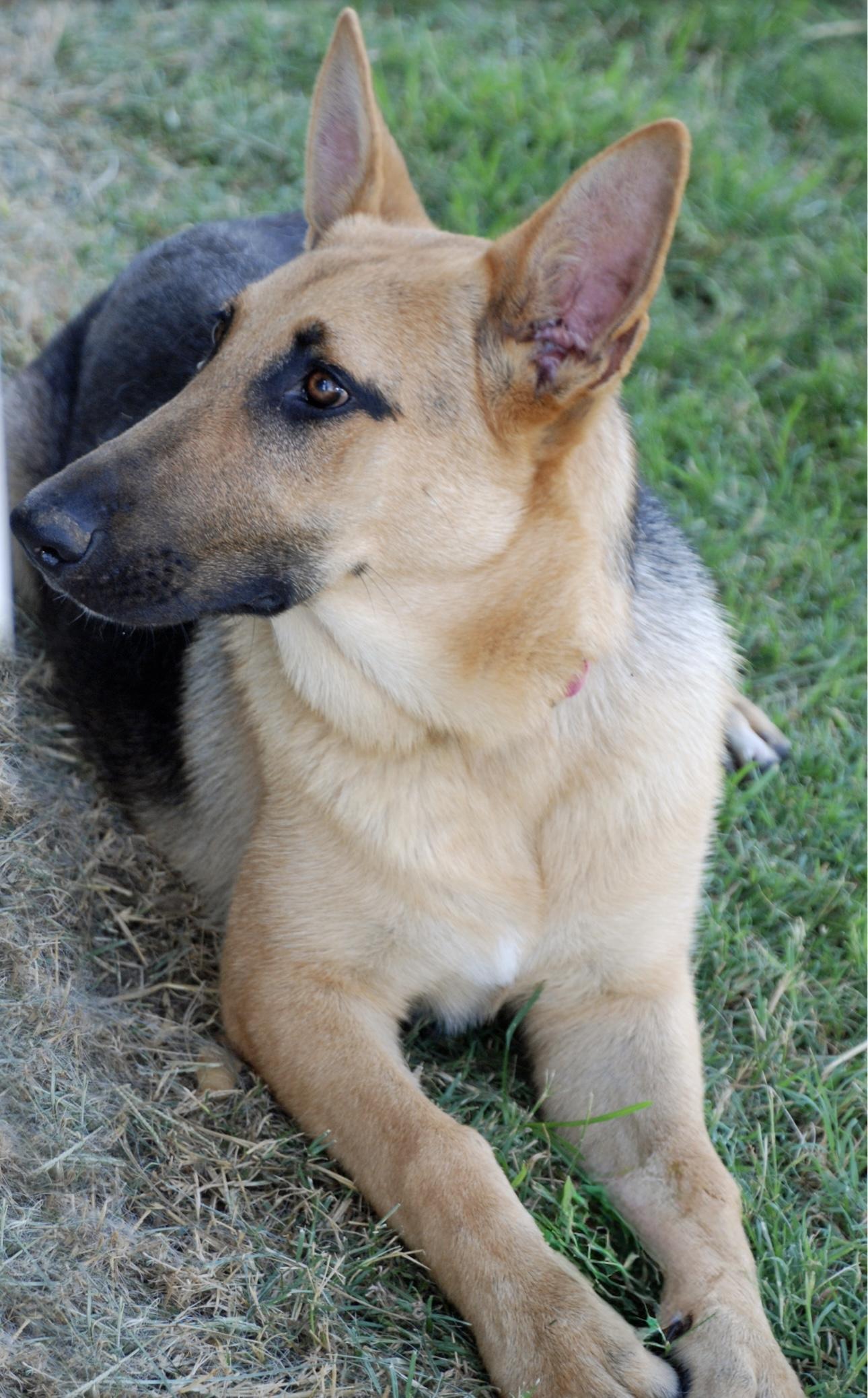 Autume, Adult Female German Shepherd Dog