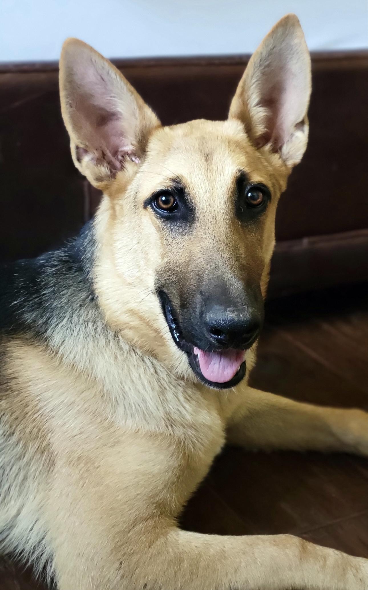 Enlarge Autume, a Adopted German Shepherd Dog in Madisonville, TX image 2/5