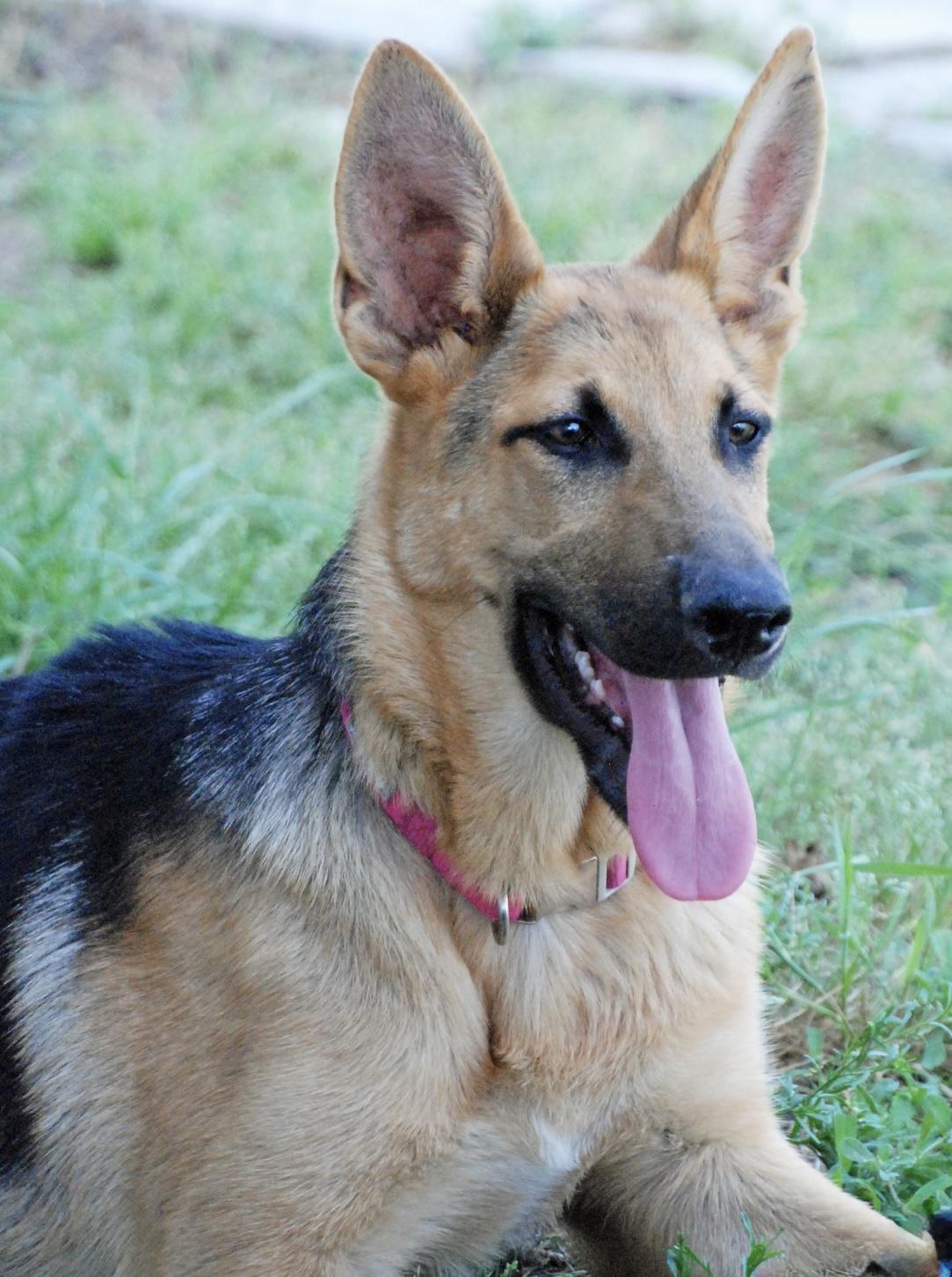 Enlarge Autume, a Adopted German Shepherd Dog in Madisonville, TX image 5/5