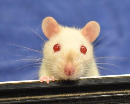 Enlarge Ravioli, a Adoptable Rat in West Seneca, NY image 1/3