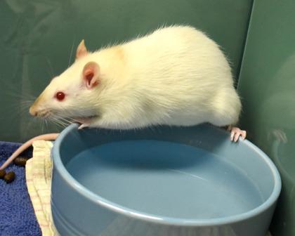Enlarge Ravioli, a Adoptable Rat in West Seneca, NY image 2/3