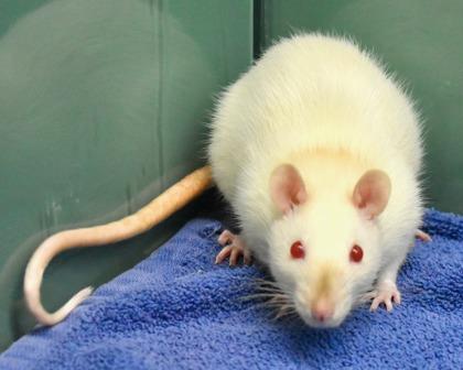 Enlarge Ravioli, a Adoptable Rat in West Seneca, NY image 3/3