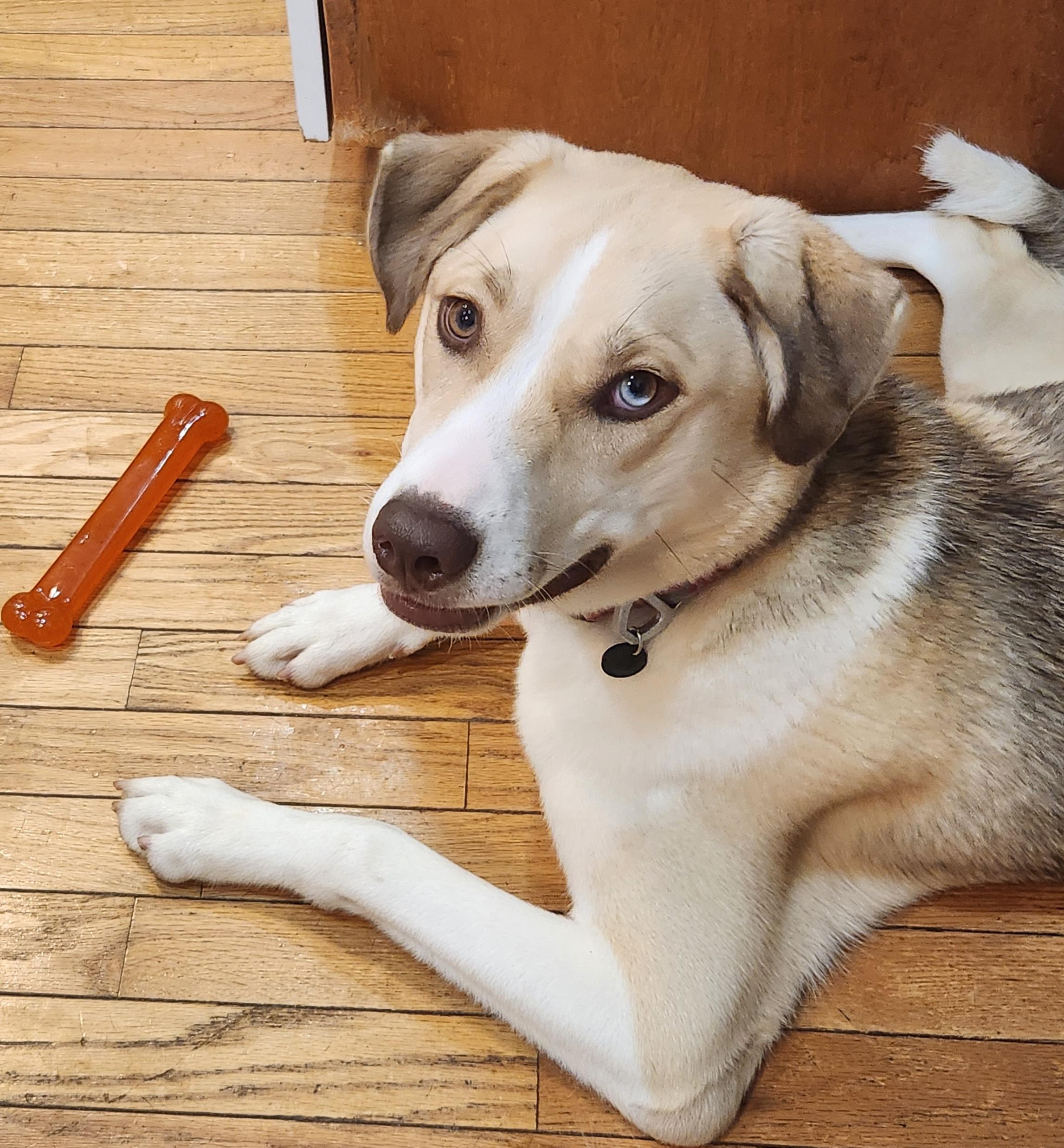 Abigail, a ADOPTABLE mixed breed in North Augusta, SC image 5/5