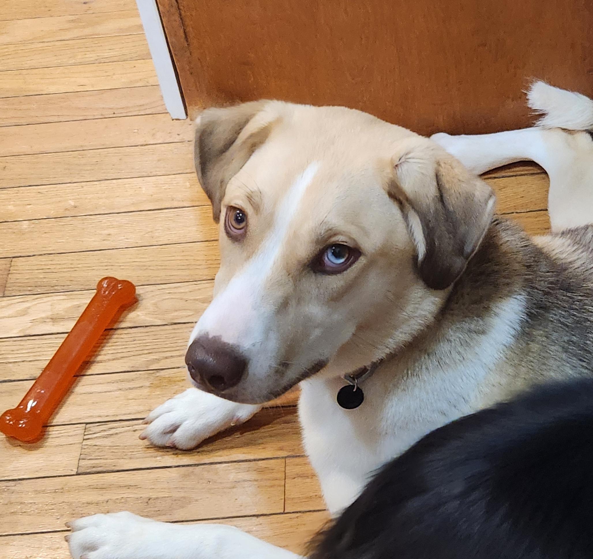 Abigail, a ADOPTABLE mixed breed in North Augusta, SC image 4/5