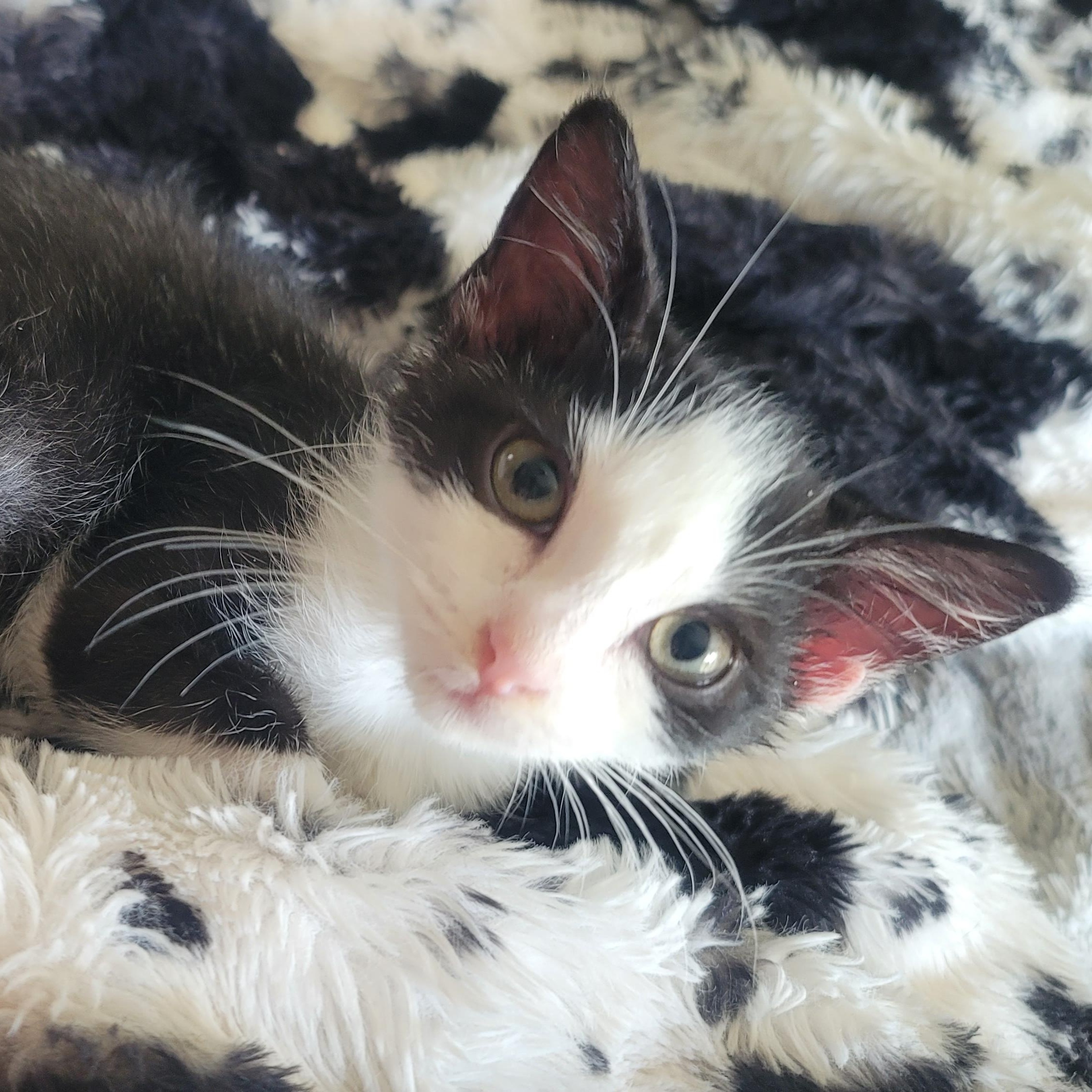 Enlarge Newt, a Adoptable Domestic Short Hair in Richmond, MO image 1/6