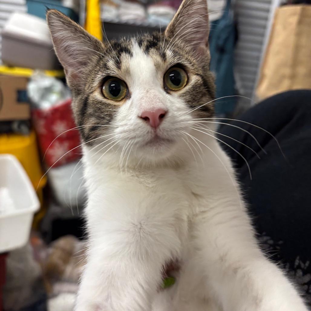 Maple, Adoptable, Young Female Domestic Short Hair.