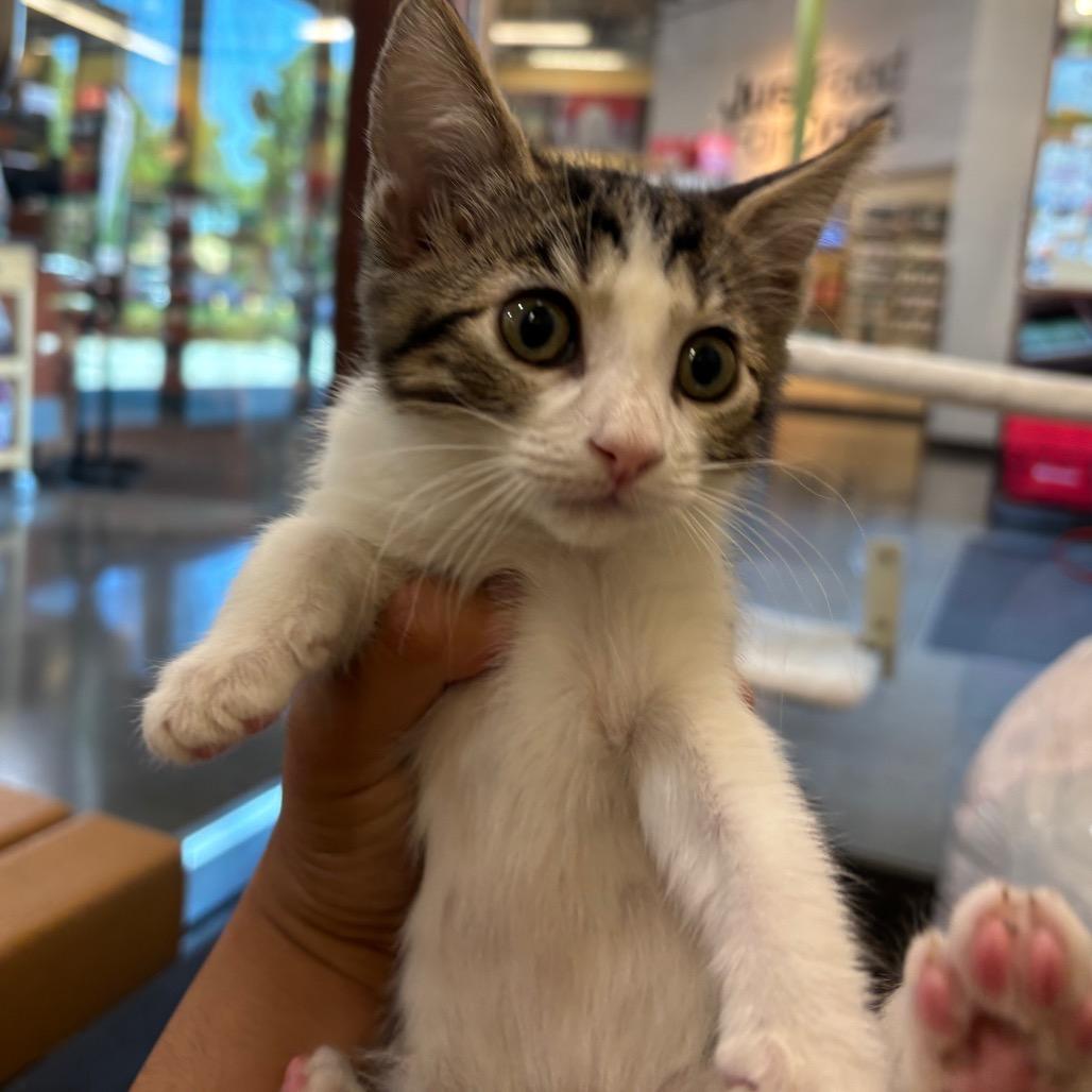 Maple, a Adoptable Domestic Short Hair in Morgan Hill, CA image 2/5