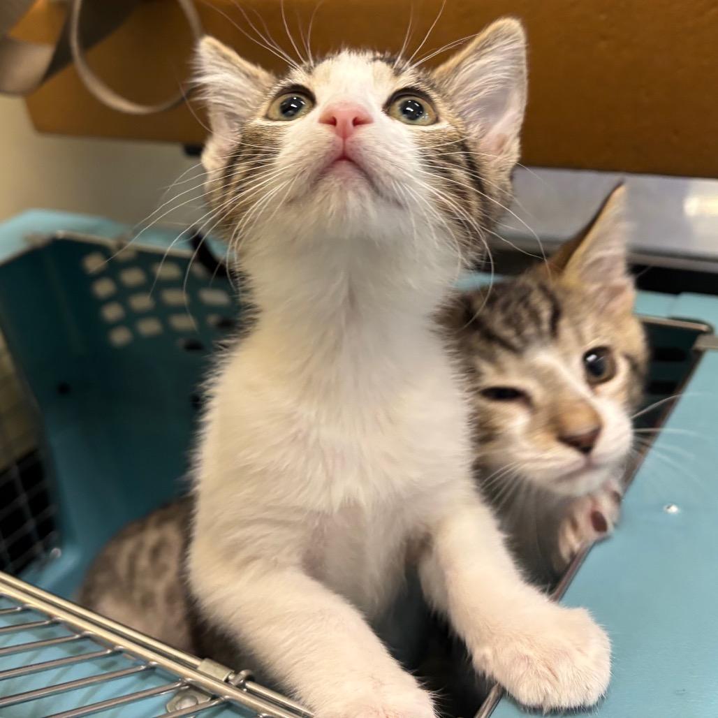 Maple, a Adoptable Domestic Short Hair in Morgan Hill, CA image 4/5