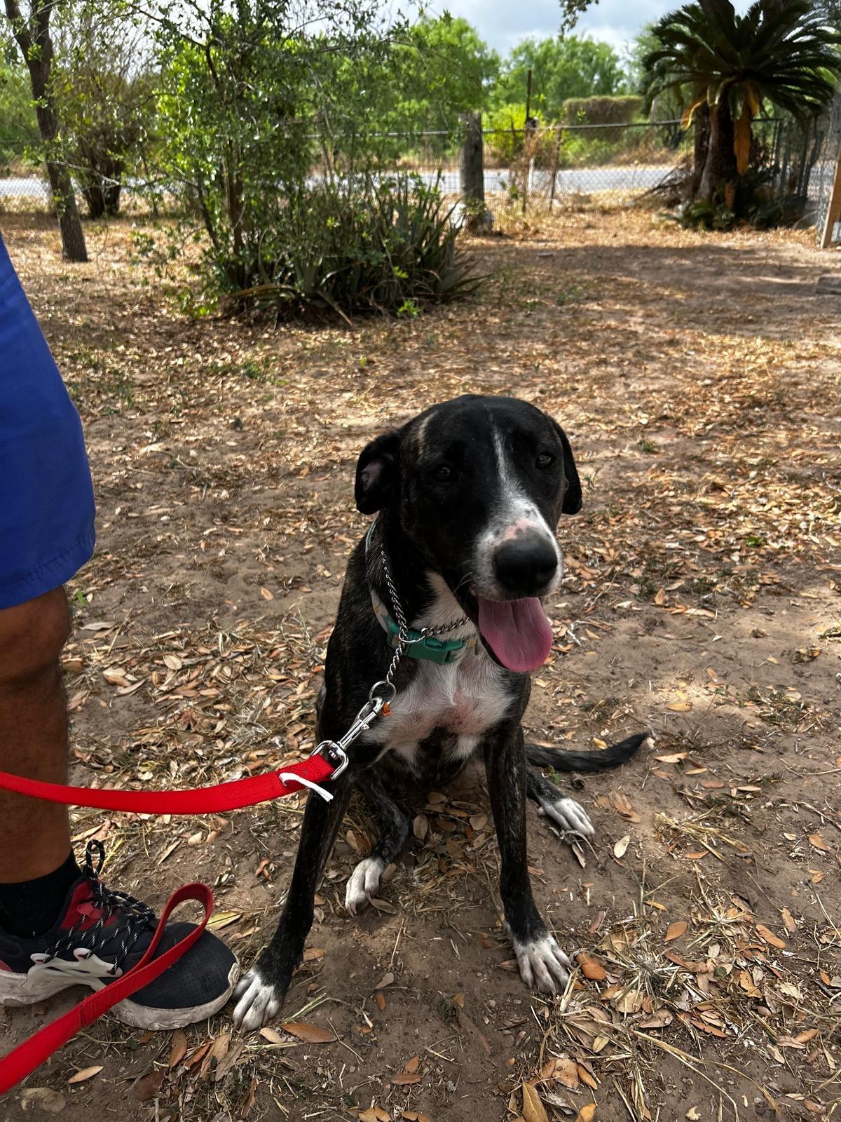 Lydia, an adoptable mixed breed in MISSION, TX image 2/6