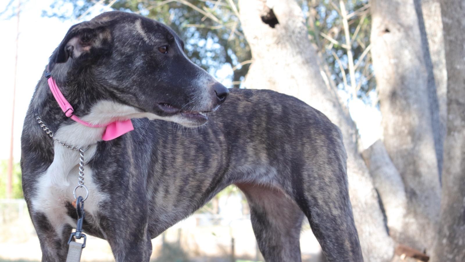 Lydia, an adoptable mixed breed in MISSION, TX image 4/6