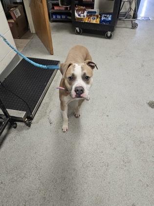 Enlarge Nemo, a Adoptable mixed breed in Gainesville, FL image 1/1