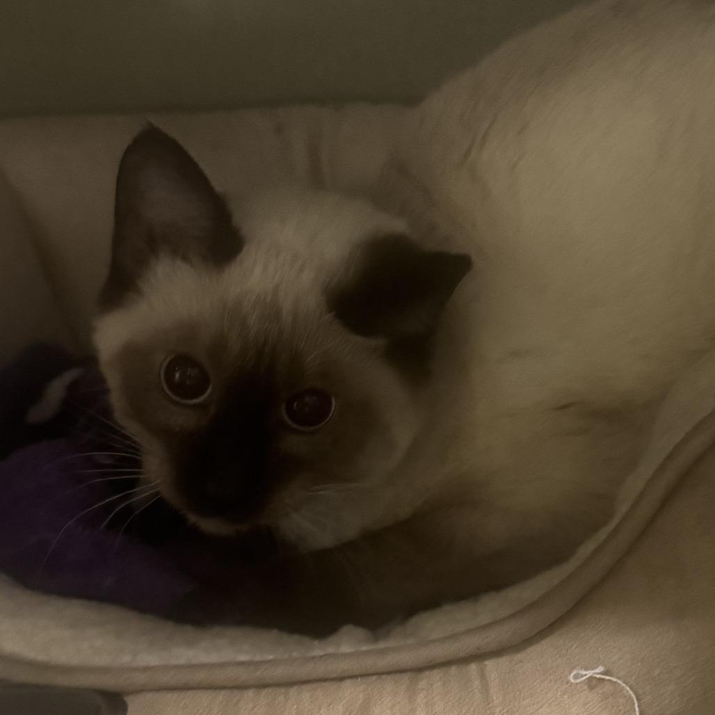 Holly, Adoptable, Young Female Domestic Short Hair.