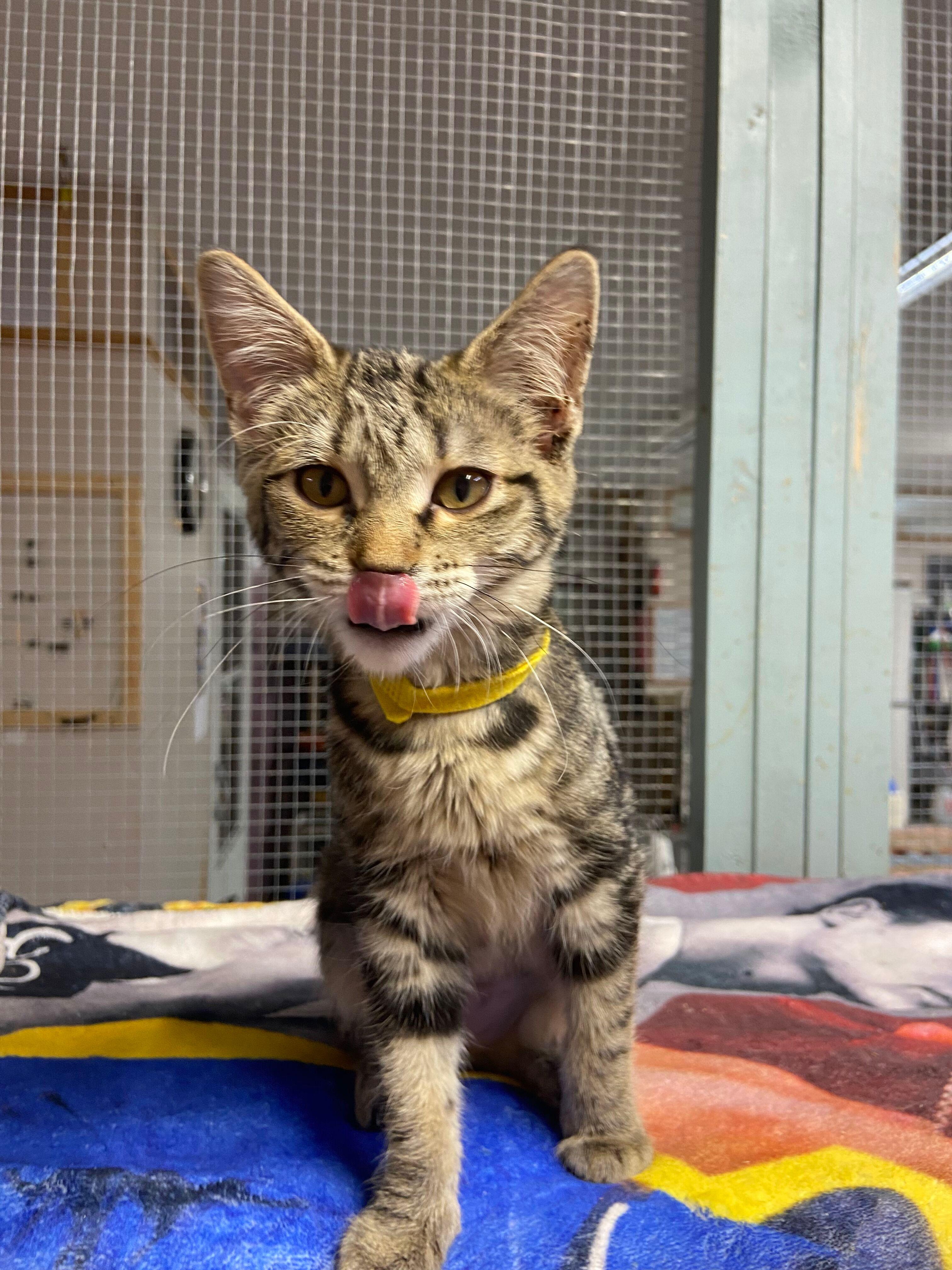 Sylvie, an adopted Tabby in Peru, IN image 1/4
