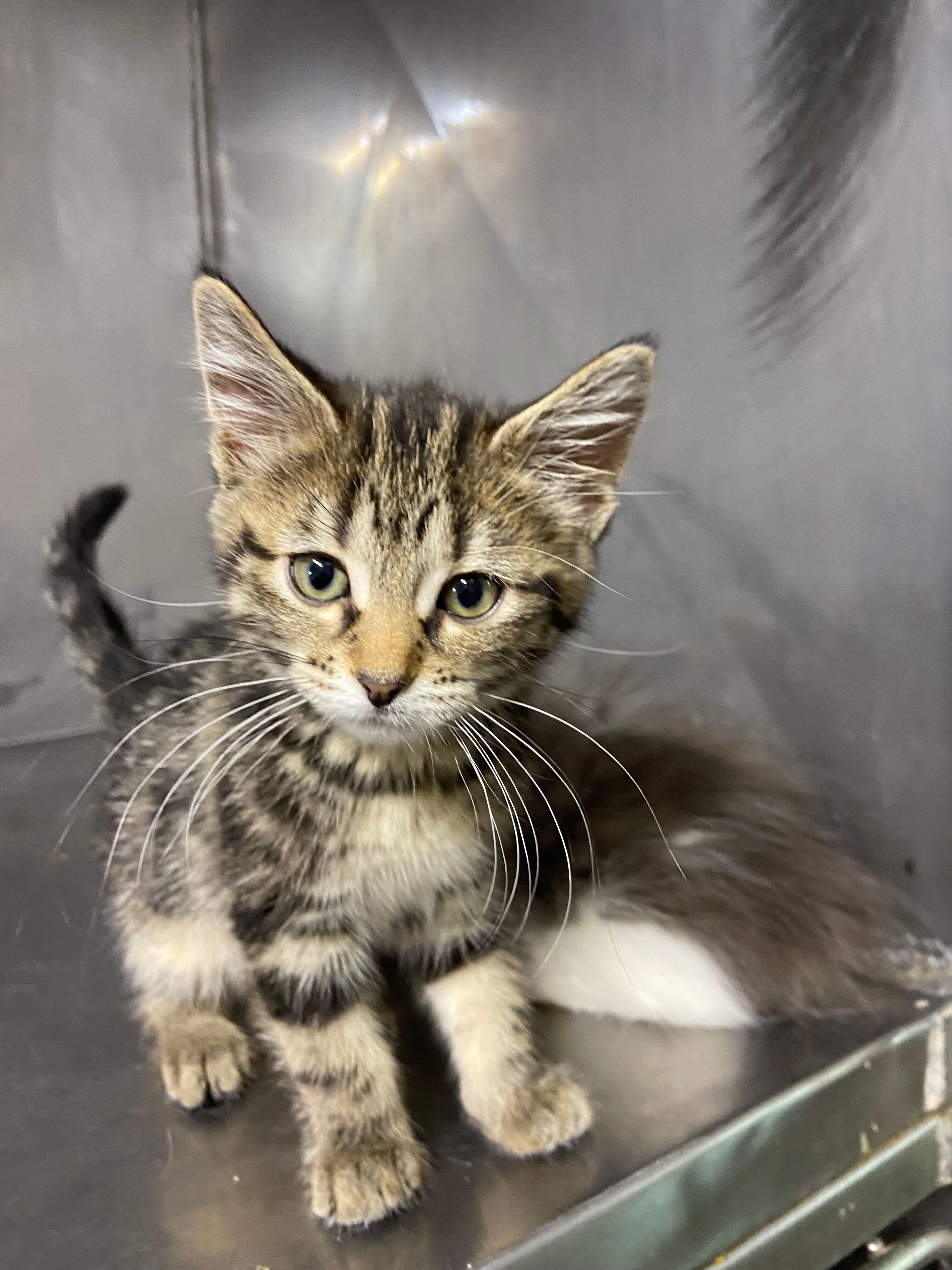 Sylvie, an adopted Tabby in Peru, IN image 4/4