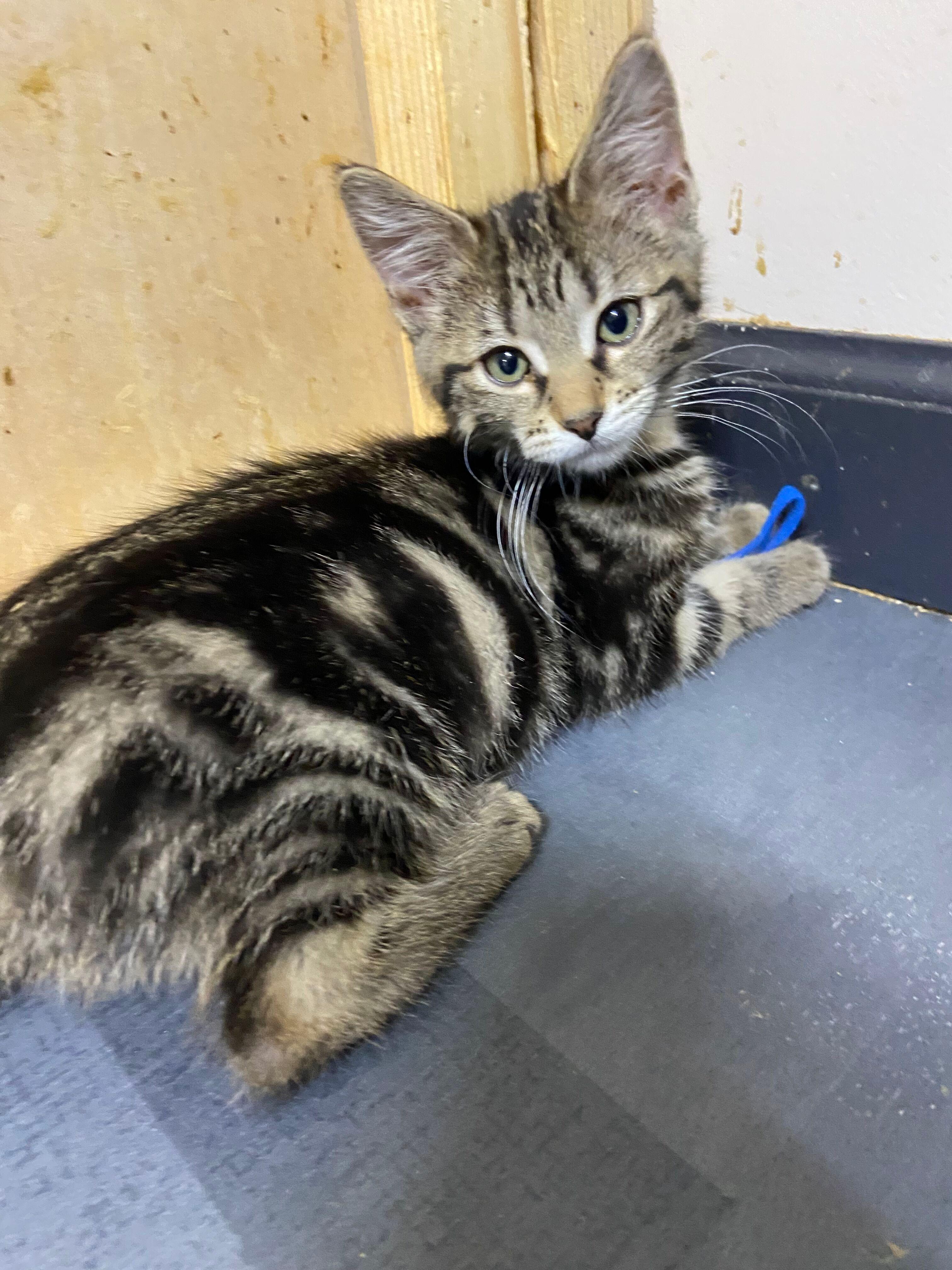 Sylvie, an adopted Tabby in Peru, IN image 3/4