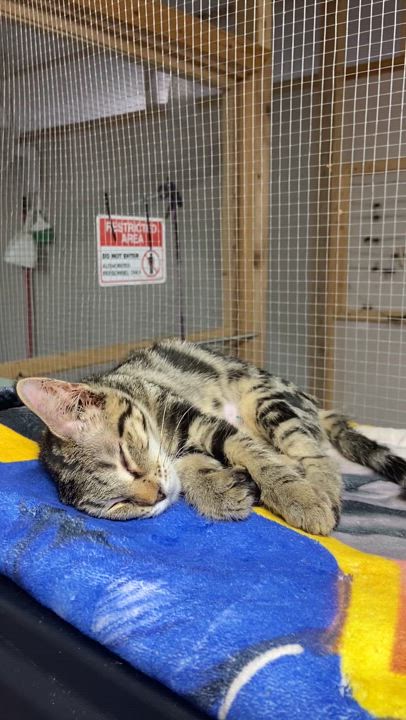 Enlarge Sylvie, an adopted Tabby in Peru, IN video 2/4