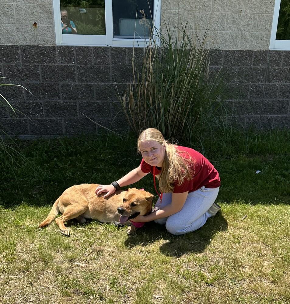 Case, a Adoptable mixed breed in Kalamazoo, MI image 1/3