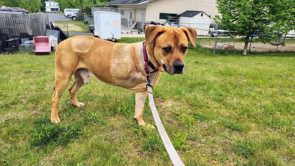 Case, a Adoptable mixed breed in Kalamazoo, MI image 2/3